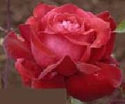 Realistic Red Rose